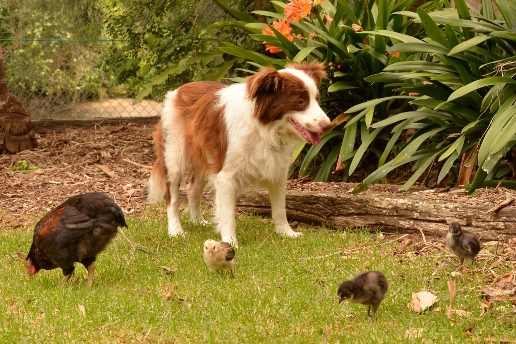 Seven Mile Beach Holiday Park A Dog Friendly Park Seven